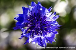Close up of deep blue bachelors button flower bG1AX5