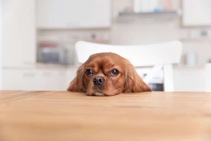 Cavalier spaniel resting head at the dining table