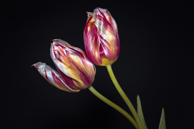 Side view of two red and yellow tulip