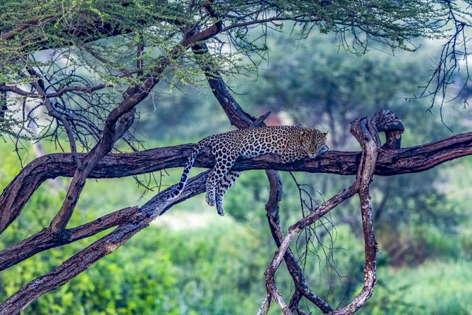 Leopard in Acacia tree, Samburu, Kenya