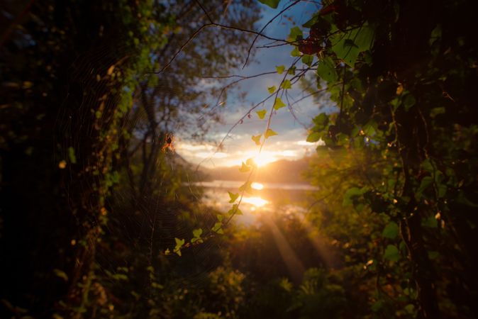 View of river and sunset sky through beautiful plants