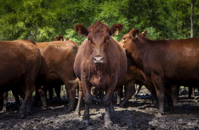 Herd of cows on countryside farm