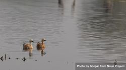 Two brown duck on water 41Yk74