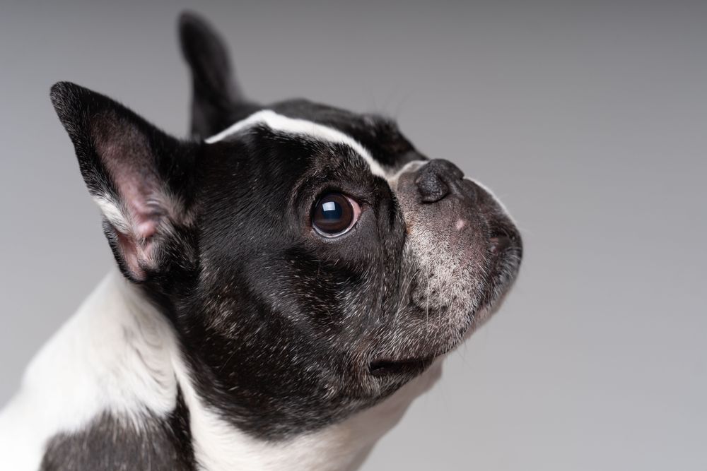 Cute pitbull looking up