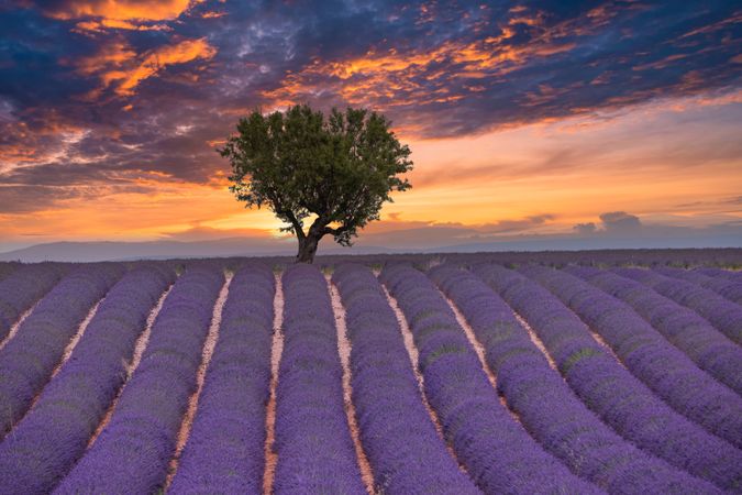 Lavender farm with tree at sunset