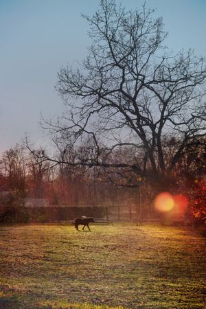 Pony in autumnal field with lens flare