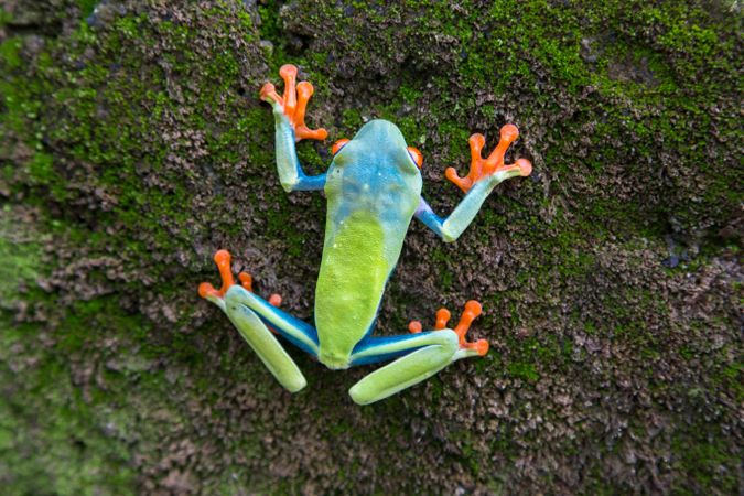 Tropical frog on tree