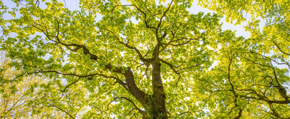 View of tree canopy looking up