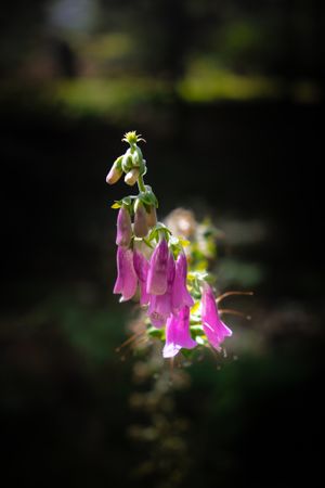 Foxglove flower in a field with selective focus
