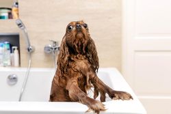Wet cavalier spaniel in the bath