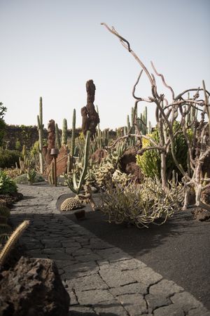 Path near leafless plants
