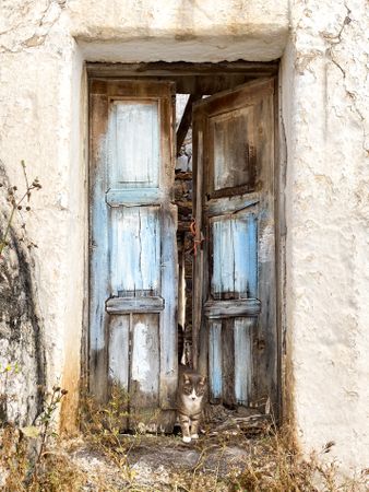 Cat standing in derelict doorway