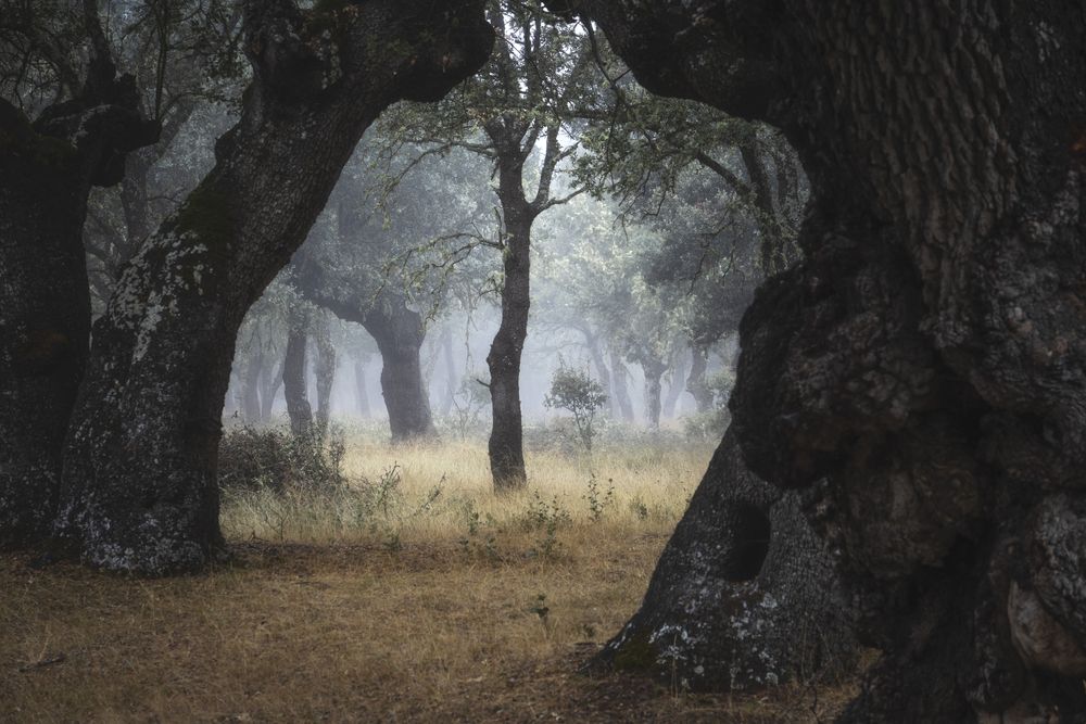 Mysterious woods with aged trees