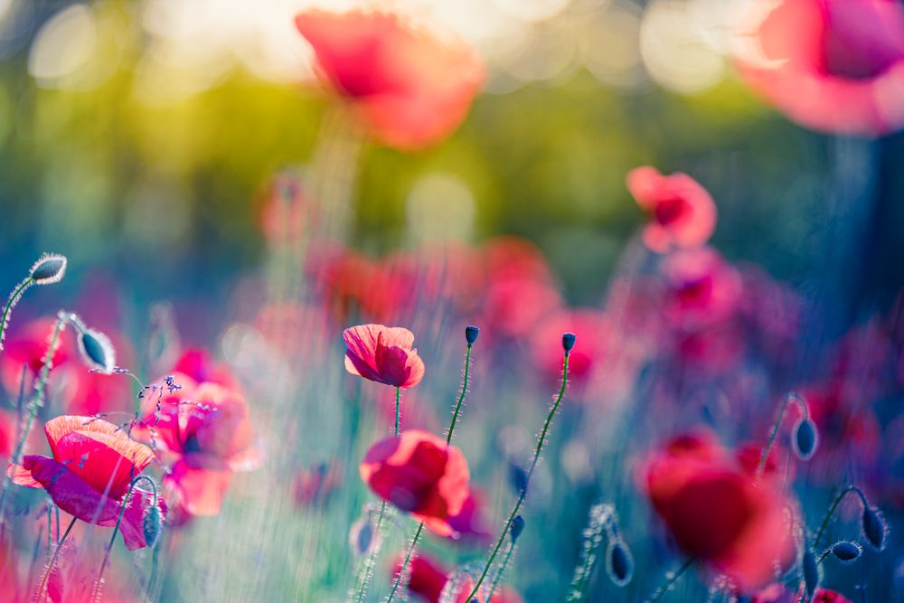 Poppies and buds in the sun