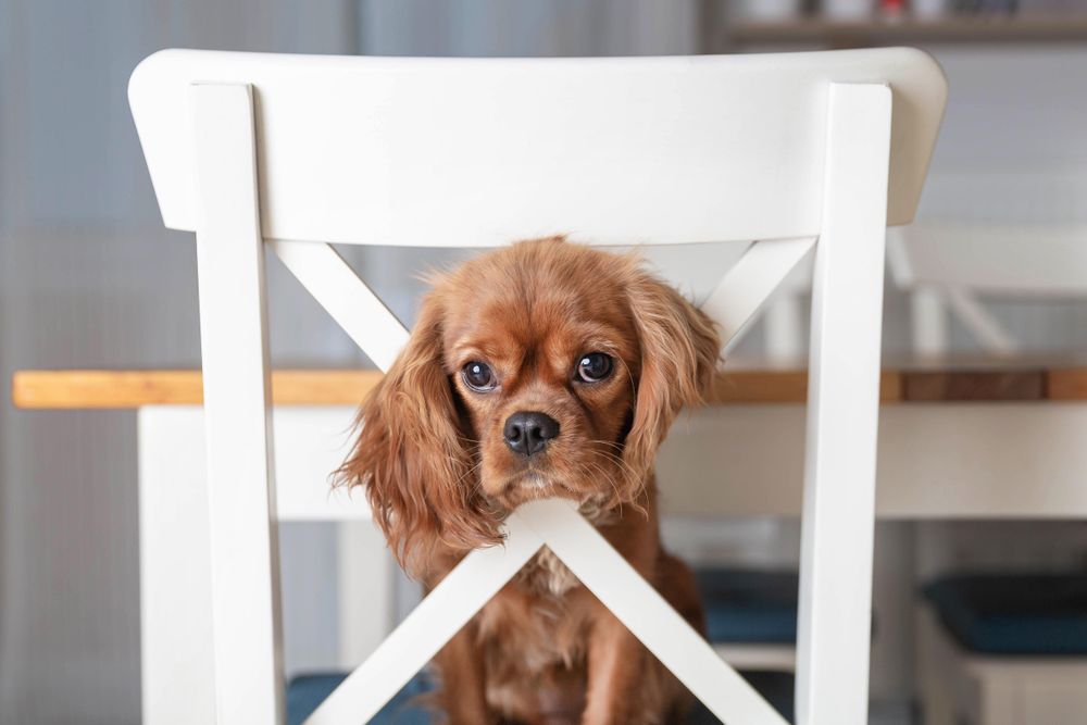 Cavalier spaniel looking through chair