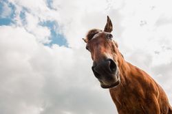 from below view of crop brown horse head in a cloudy background
