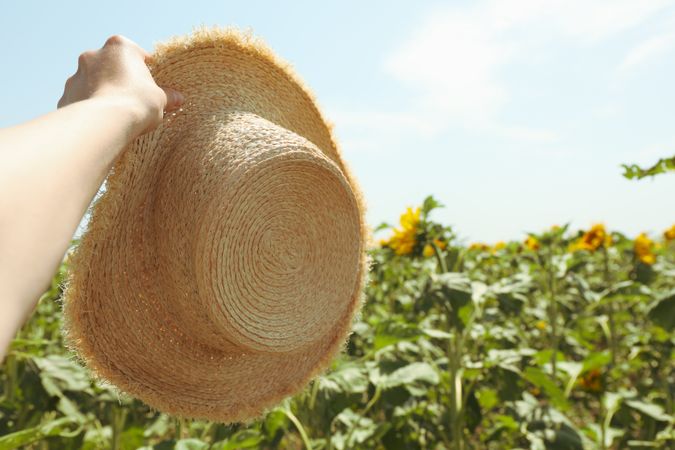 Woman hand hold straw hat in sunflower field. Agriculture