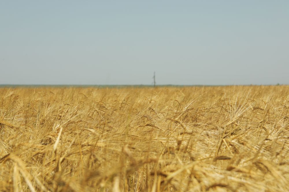 Barley field. Agriculture and farming. First summer harvest