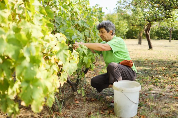 A woman picking up grapes from her vineyard.