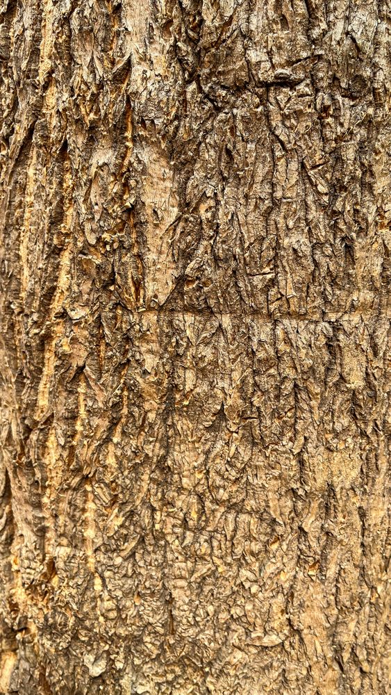 Tree Bark Pattern