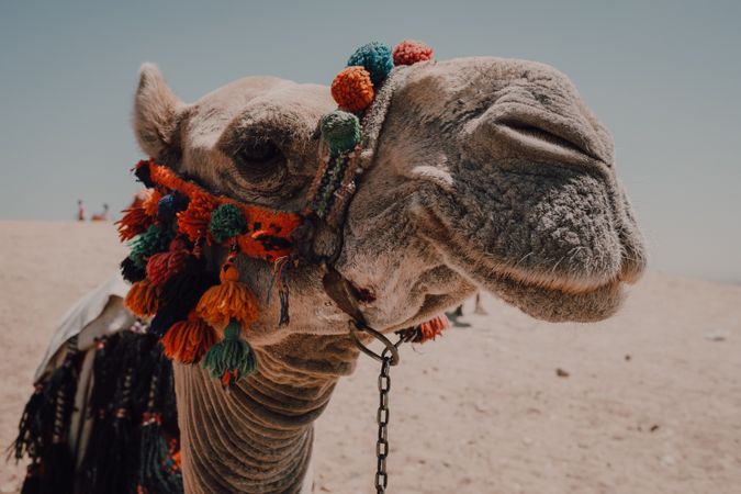 Funny camel in desert