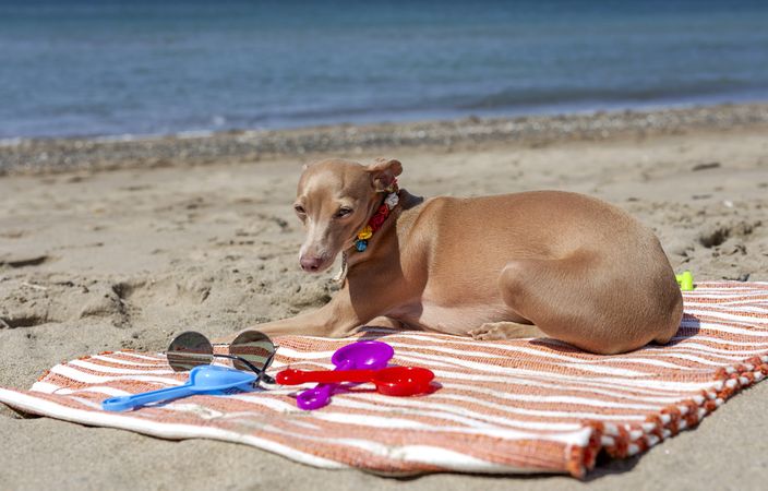 Cute puppy playing on beach in sunny day