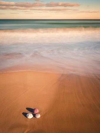 Mollusks on sand near waving sea