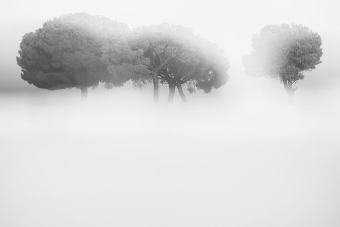 Defocused trees in sunset valley