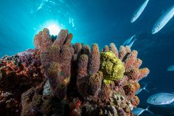 Soft corals and fish on reef