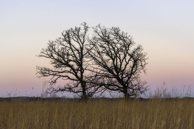 A pink and blue gradient sunset in a field