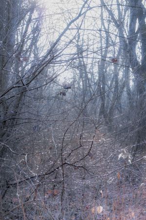 Thin trees and spiderweb on an overcast day, vertical