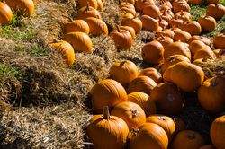Pumpkins on hay