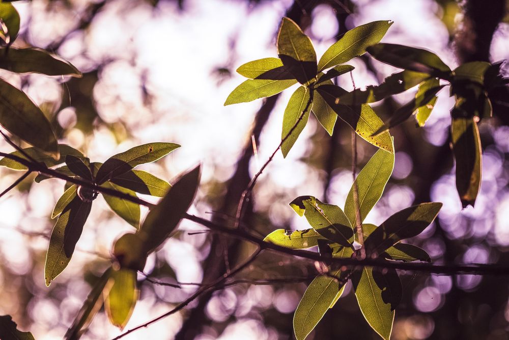 Sunny top of tree with leaves