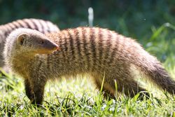 Mongoose on green grass
