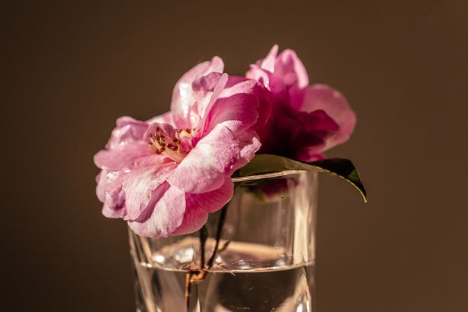 Two pink flowers growing in glass of water
