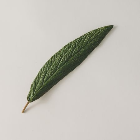 Green leaf on light background