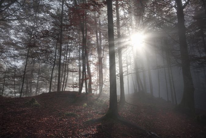 Morning sun rays through a dark forest