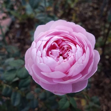 Pink round rose