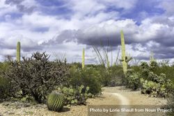 Cactus Forest Trail at Saguaro National Park in Tucson, Arizona 4BWlxb