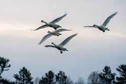 Trumpeter Swans in flight above forest in McGregor, Minnesota