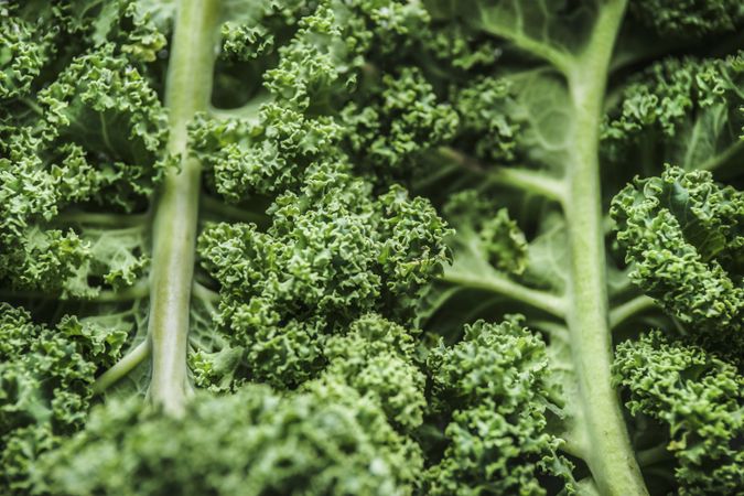 Close up of raw green kale leaves. Healthy seasonal winter vegetable with vitamin c.