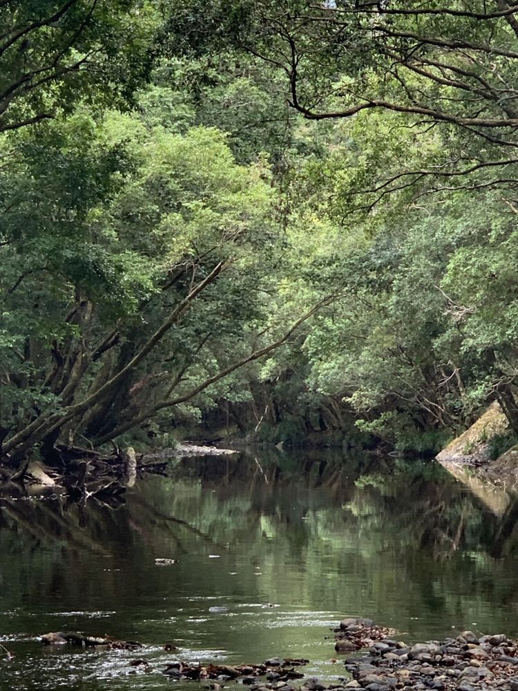 Small body of water surrounded with trees