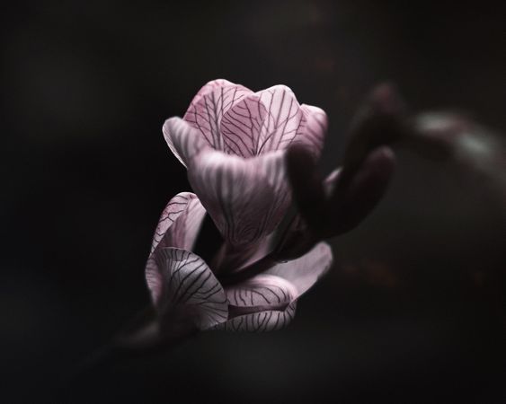 Small delicate pink flower on dark background