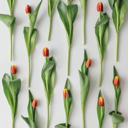 Tulips on light background