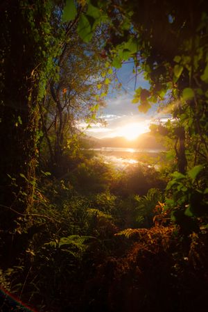 Amazing forest plants during sundown