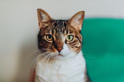 Funny cat with brown and tabby fur pattern
