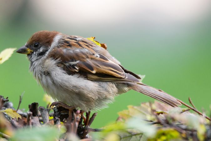 House sparrow on brown tree branch