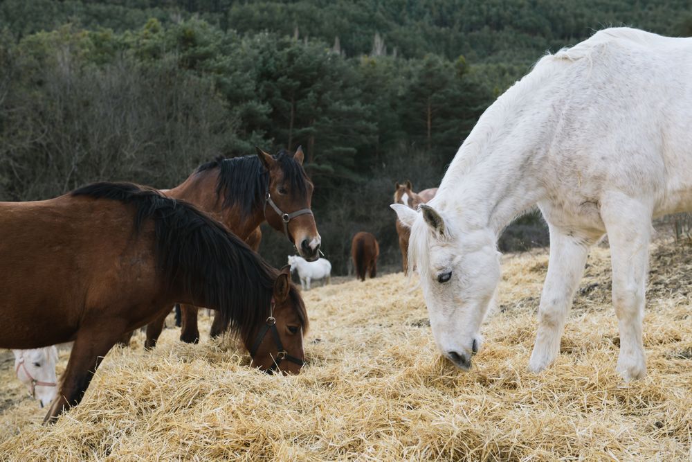 Horses grazing in dry field