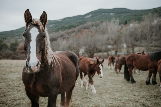 Funny horses on meadow