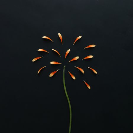 Orange petals and stem on dark background